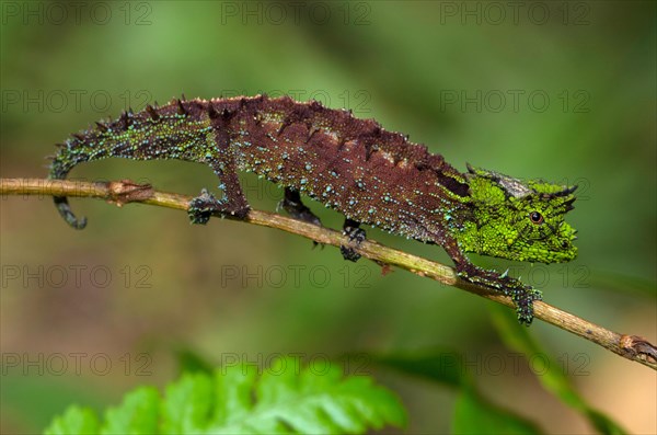 Brookesia vadoni