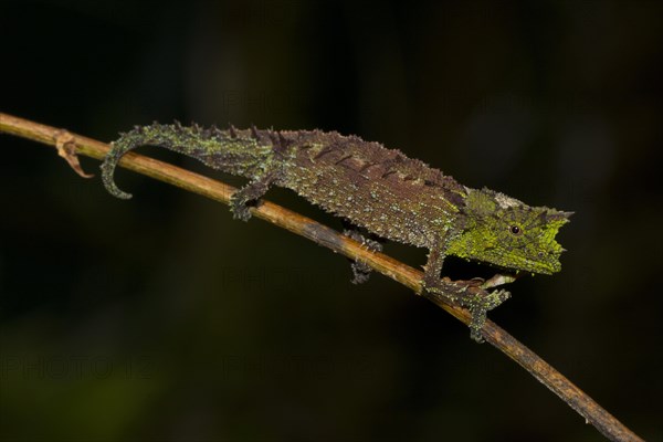 Brookesia vadoni