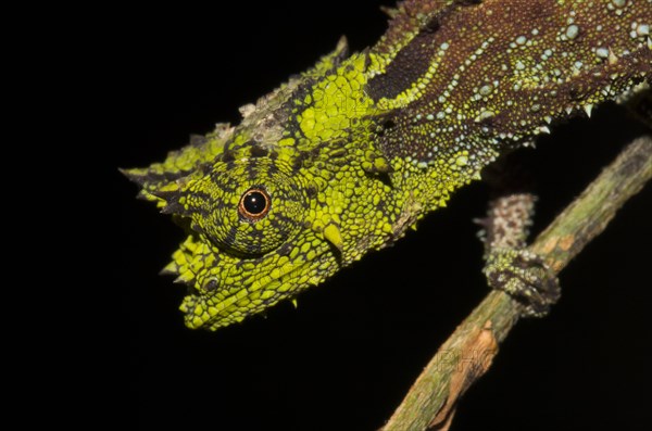 Iaraka river leaf chameleon