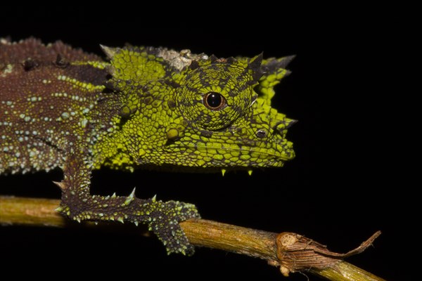 Brookesia vadoni