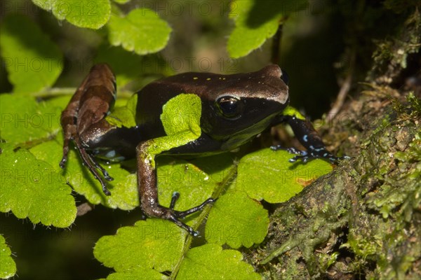 Guibe's mantella