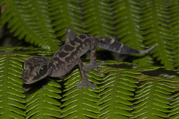 Graceful Madagascar Ground Geckoo