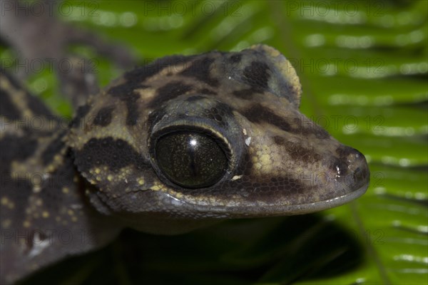 Graceful Madagascar Ground Gecko