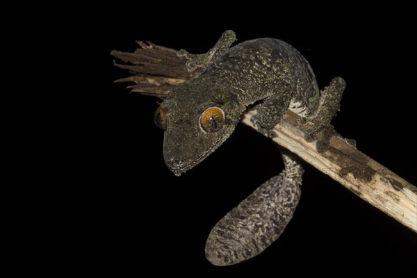 Mossy leaf-tailed gecko