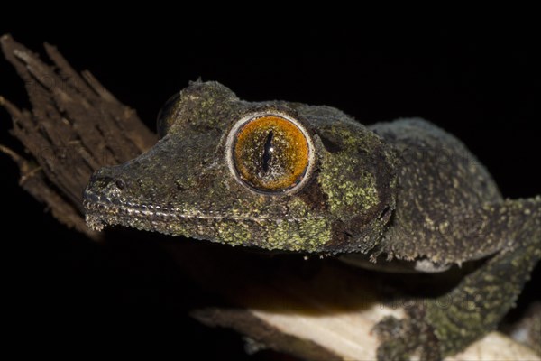 Mossy leaf-tailed gecko