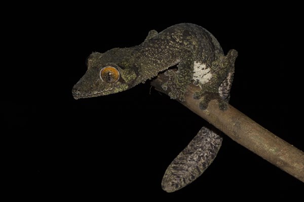 Mossy leaf-tailed gecko