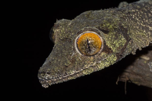 Mossy leaf-tailed gecko