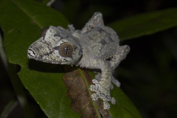 Mossy leaf-tailed gecko