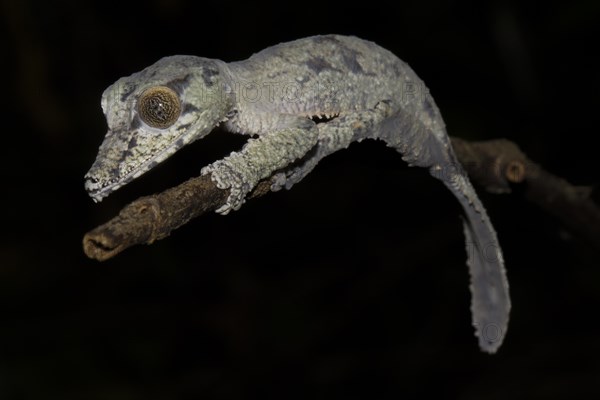 Leaf-tailed gecko