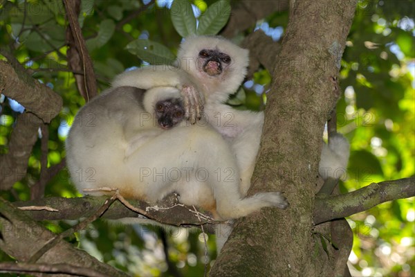 Silky sifaka