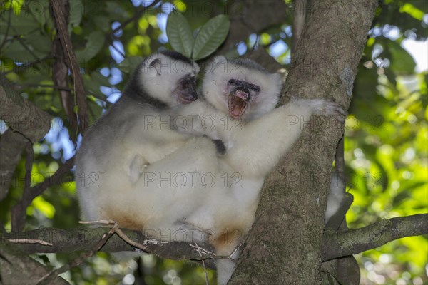 Silky sifaka or silky simpona