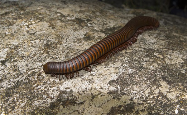 Large millipede