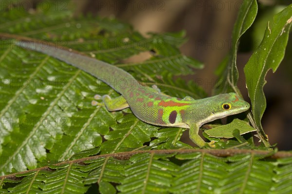 Peacock day gecko