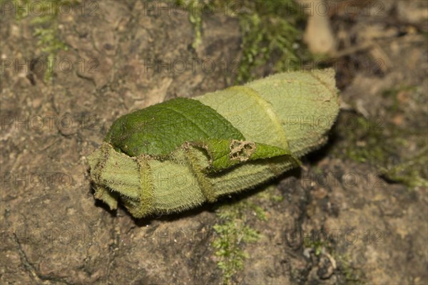 Curled up leaf with a giraffe weevil egg