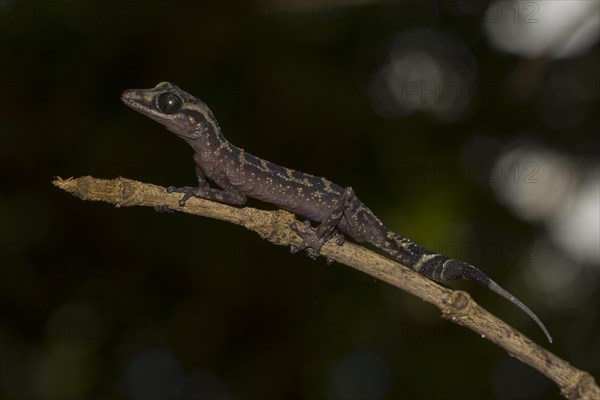 Graceful Madagascar Ground Gecko