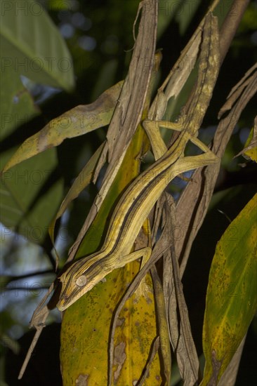 Lined flat-tail gecko