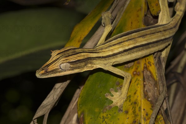 Lined flat-tail gecko