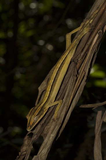 Mossy leaf-tailed gecko