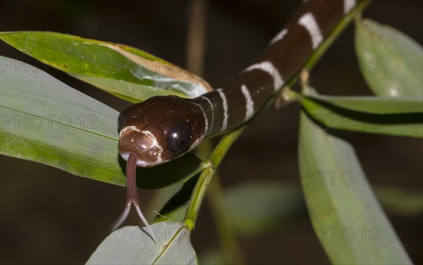 Malagasy tree snake