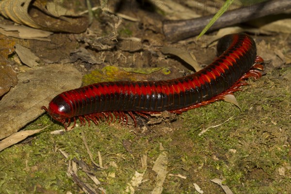 Red millipede