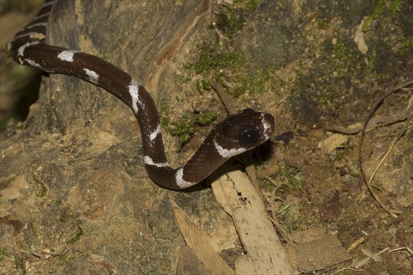 Malagasy tree snake