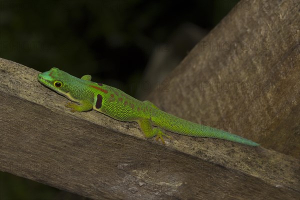 Peacock day gecko