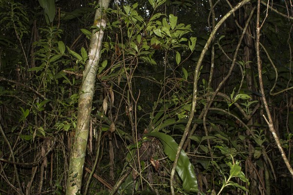 Mossy leaf-tailed gecko