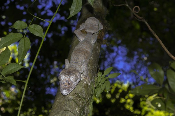 Mossy leaf-tailed gecko