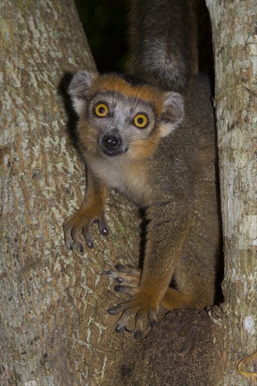 Crowned Lemur