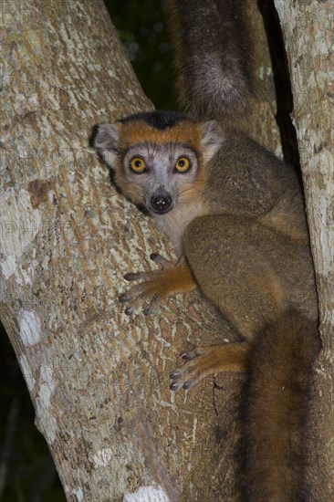 Crowned Lemur