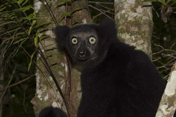 Indri or babakoto