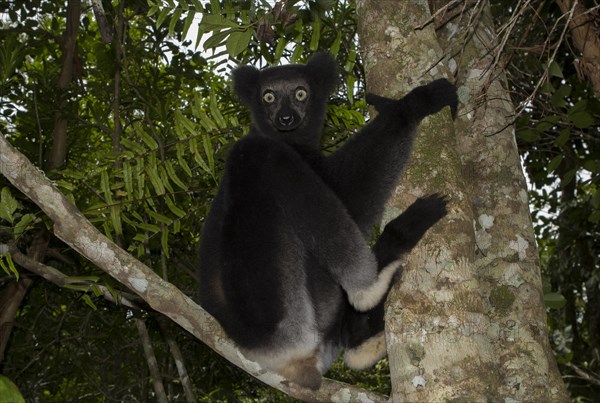 Indri or babakoto