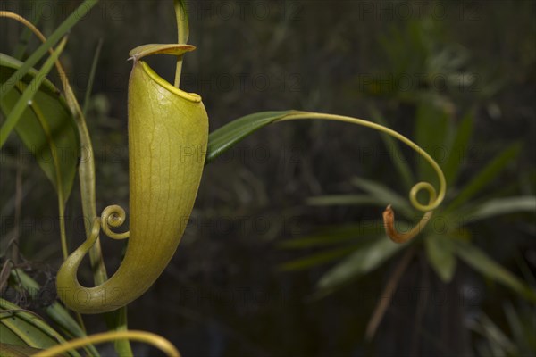 Pitcher plant