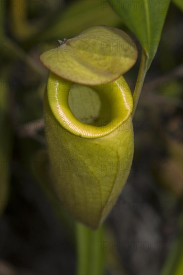 Pitcher plant