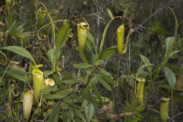 Pitcher plants