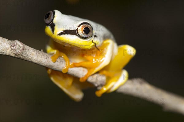 Madagascar Reed Frog