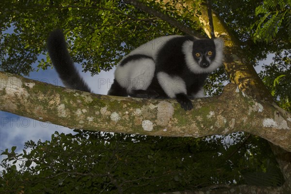 Black-and-white ruffed lemur