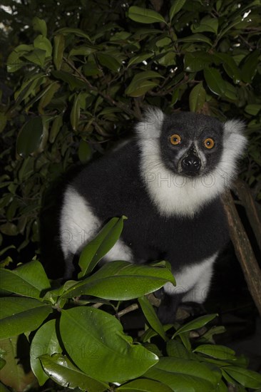 Black-and-white ruffed lemur