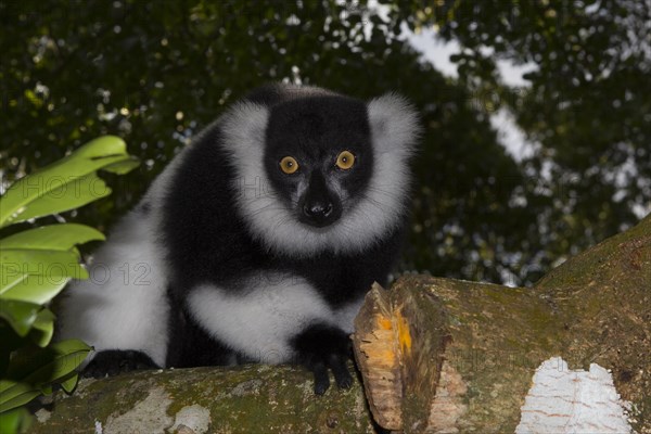 Black-and-white ruffed lemur