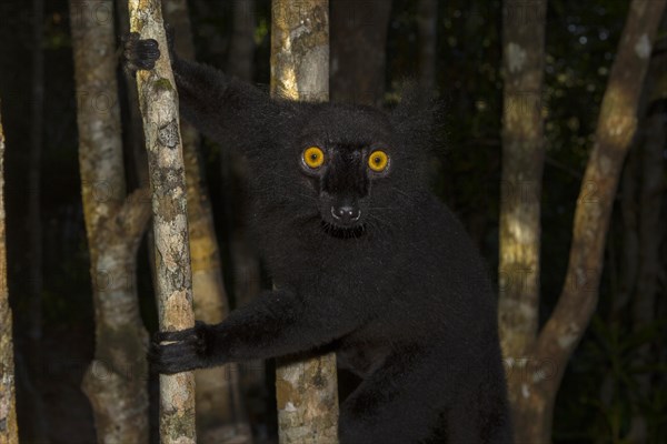 Black lemur