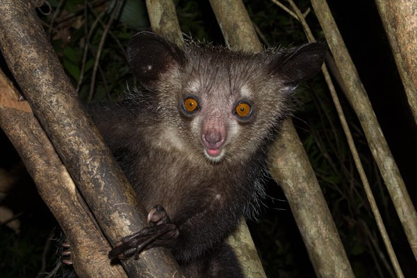 Aye-aye