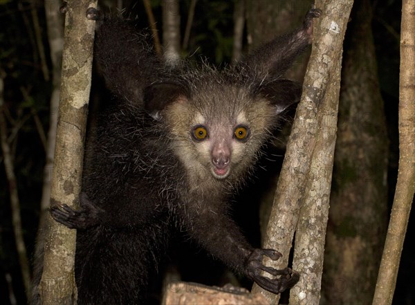 Aye-aye