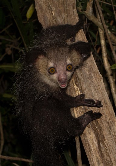 Aye-aye