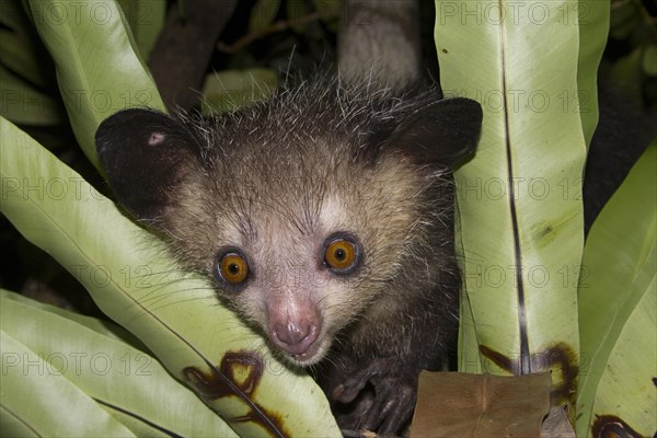 Aye-aye