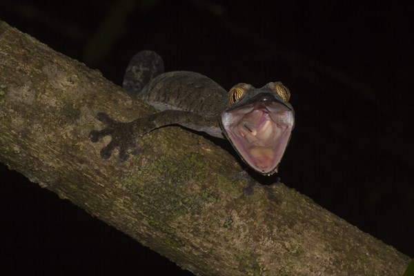 Giant leaf-tailed gecko