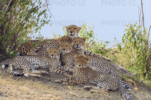 Cheetah