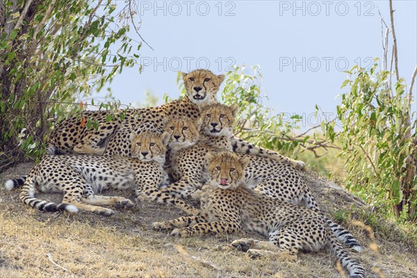 Cheetah