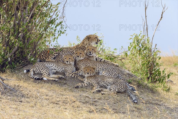 Cheetah