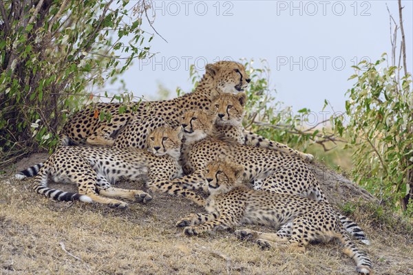 Cheetah