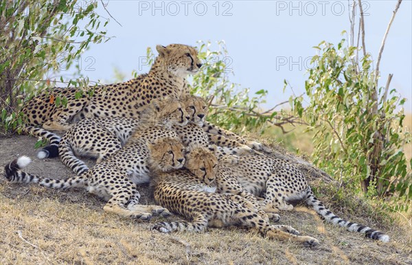 Cheetah